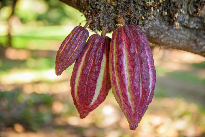 Как растет какао на Мадагаскаре